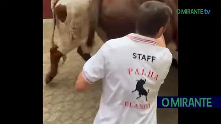 Quem diz que os cabrestos não magoam?
