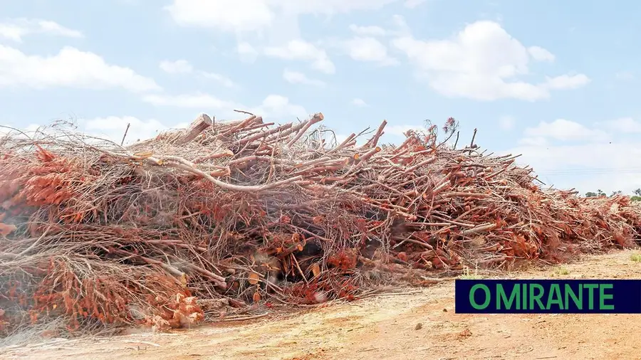 Desmatação e expansão de olival em Pé de Cão levam Câmara de Torres Novas a embargar trabalhos