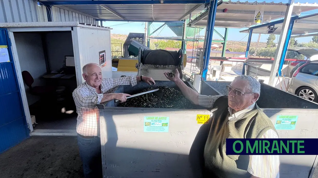 Na Póvoa do Conde a apanha da azeitona junta três gerações da mesma família
