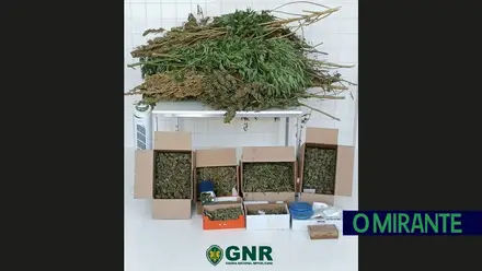 Detido em Abrantes por suspeita de plantar e traficar cannabis