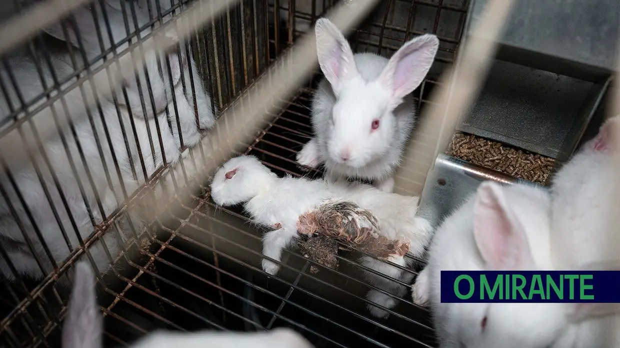 Coelhos maltratados em Ourém e galinhas entre cadáveres em Ferreira do Zêzere motivam denúncia