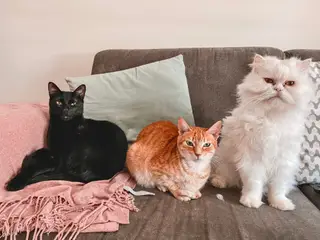 Os três gatos de Marco Matias. Da esquerda para a direita: Pablo, Neymar e Pepe