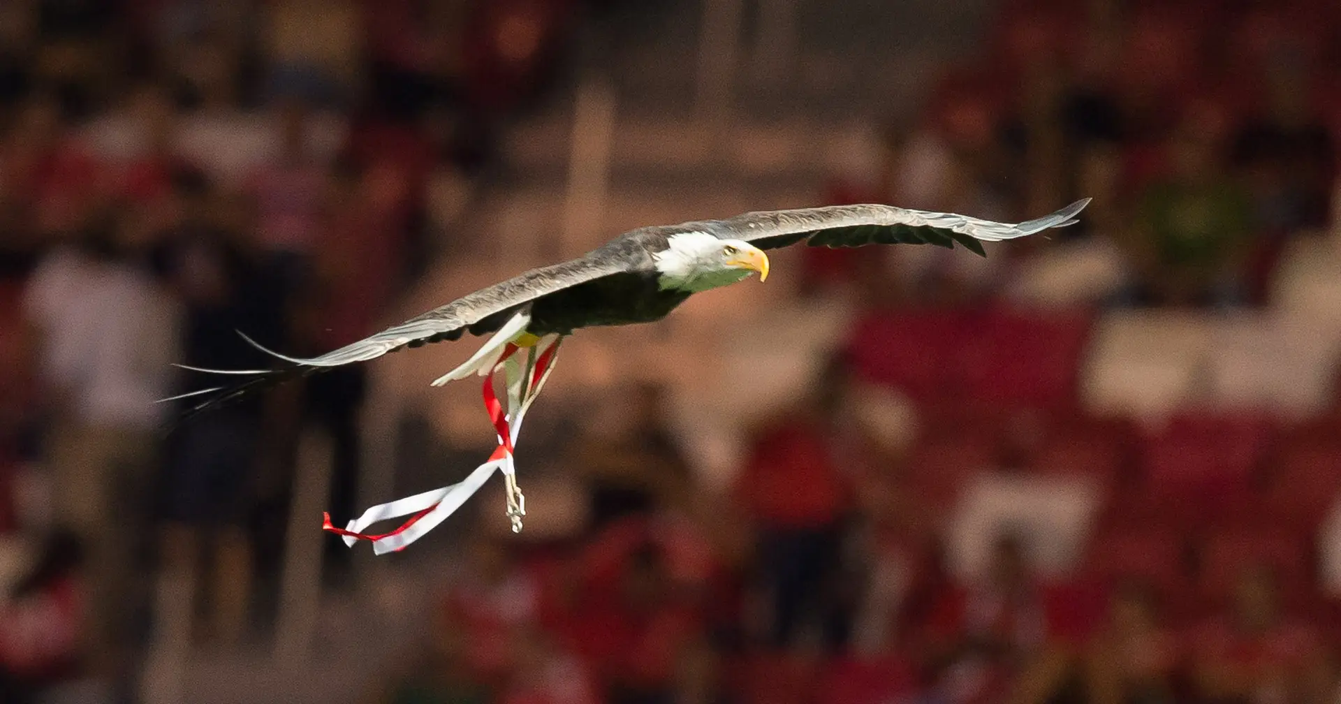 Organização internacional de defesa dos animais pede que o Benfica  substitua águia Vitória por uma pessoa disfarçada