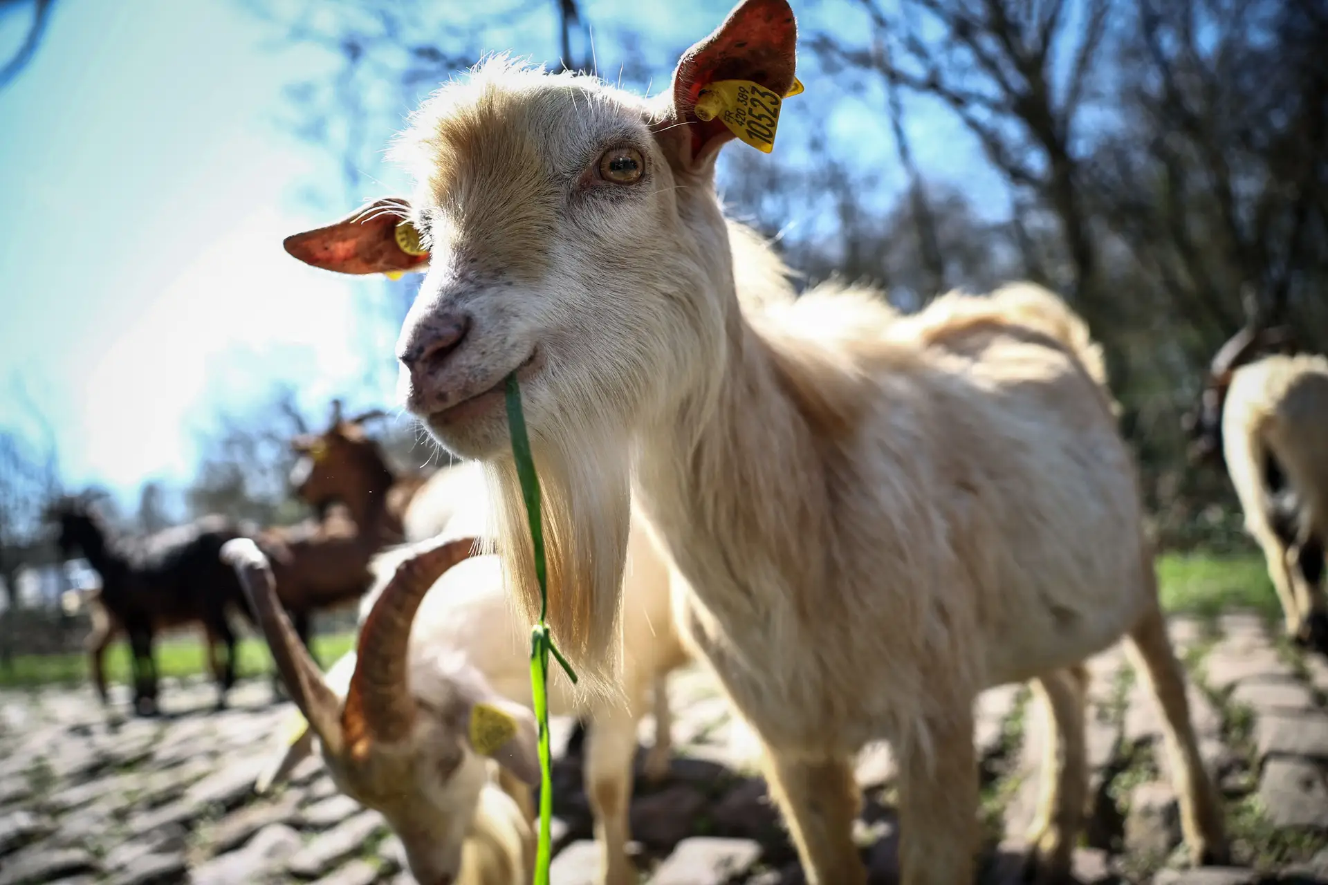 Na epopeia do animal Van der Poel há audácia, talento e fortuna. Num Paris-Roubaix digno de heróis, neerlandês conquista mais um monumento