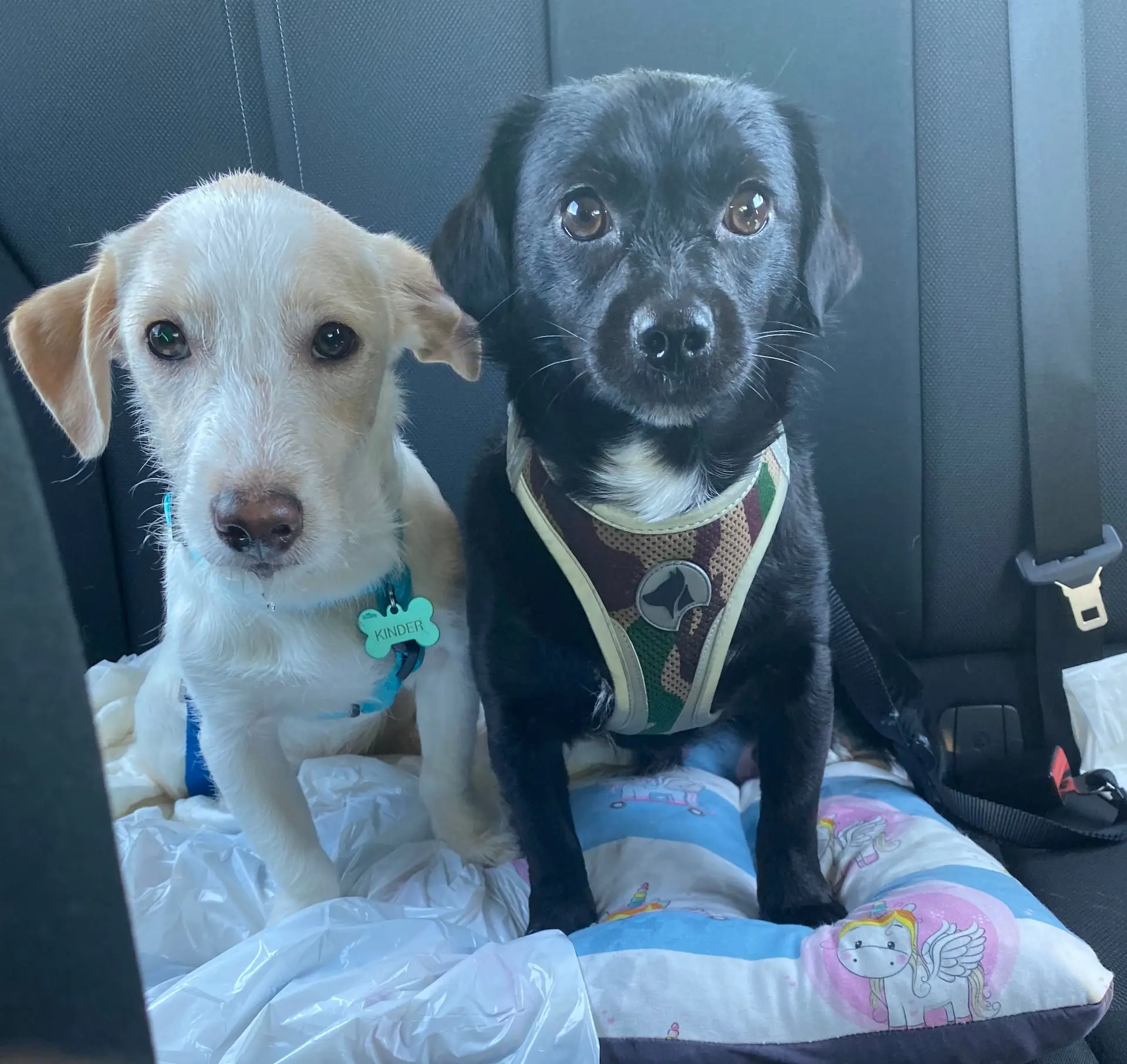 Os dois cães Kinder e Black (que faleceu recentemente) que Inês tatuou no braço