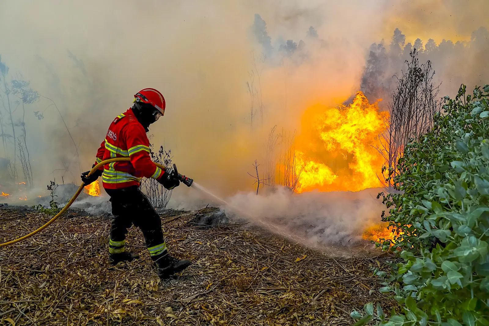 Quatro Concelhos Do Algarve Em Risco Muito Elevado De Incendio Postal Do Algarve