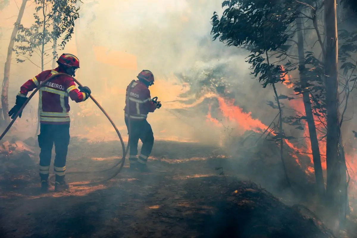 Incêndios: Contacto de cabo elétrico com eucalipto causou ...