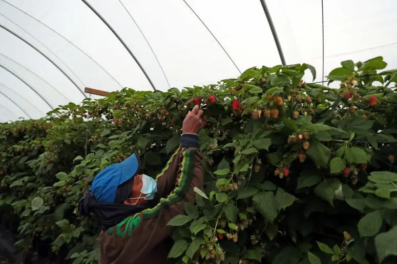 Produtores De Odemira Estimam 3 000 Trabalhadores Insuficientemente Bem Alojados Postal Do Algarve