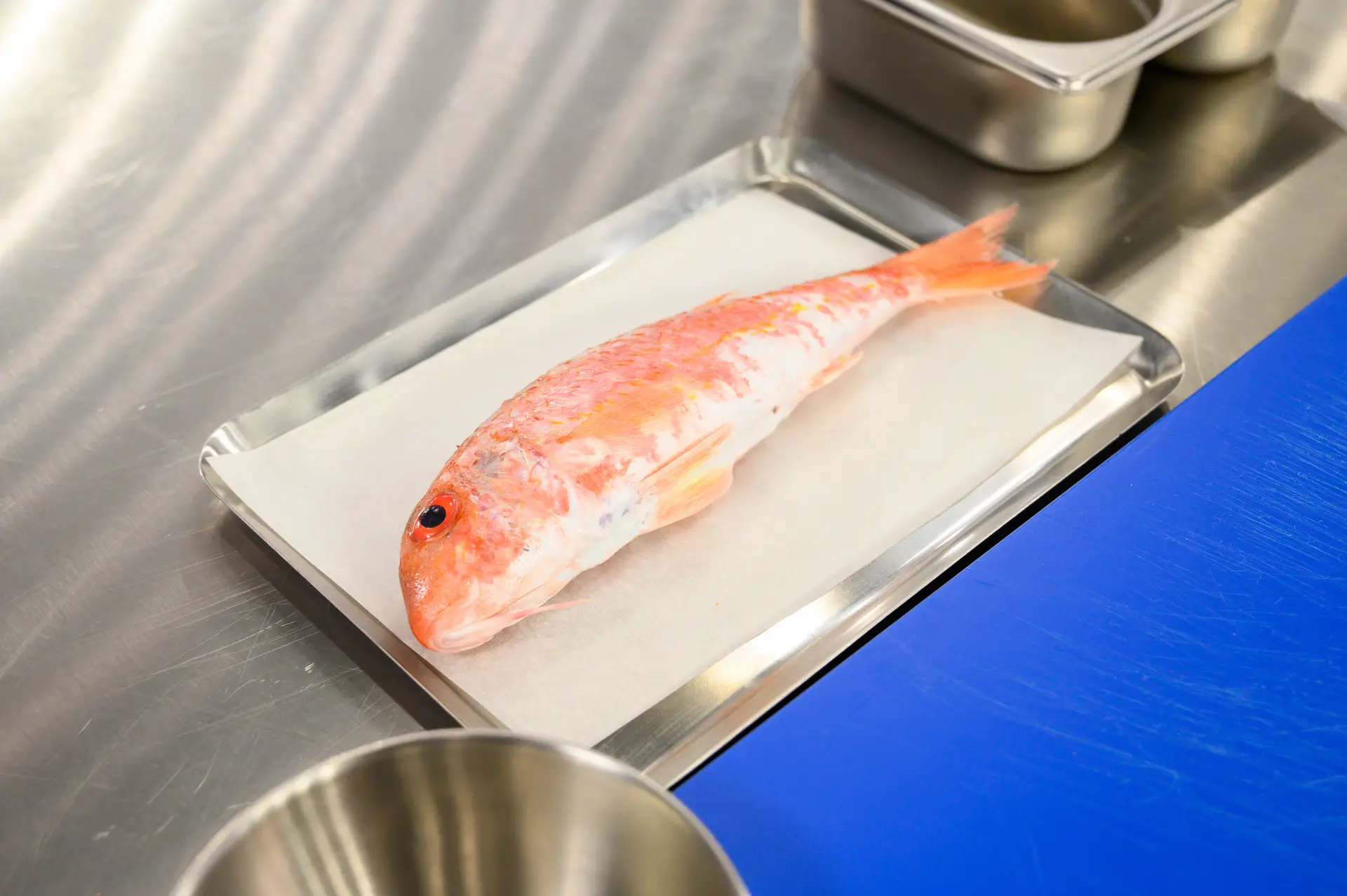 Chef Ljubomir lança o desafio de filetar um salmonete em cinco minutos: "Onde é que está o fígado e onde é que está a tripa?"