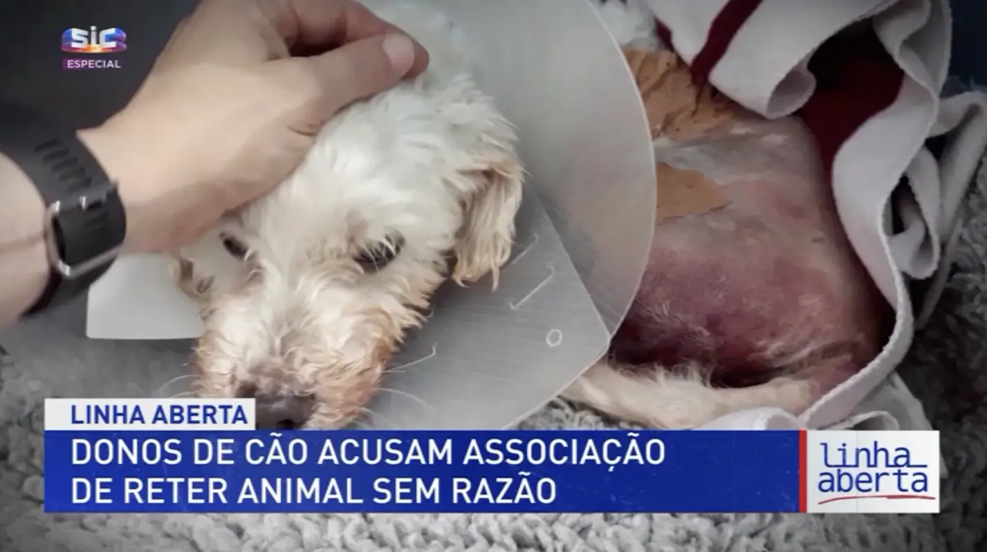 “Nunca quisemos ficar com o cão – União Zoófila reage às acusações da família de Pompom