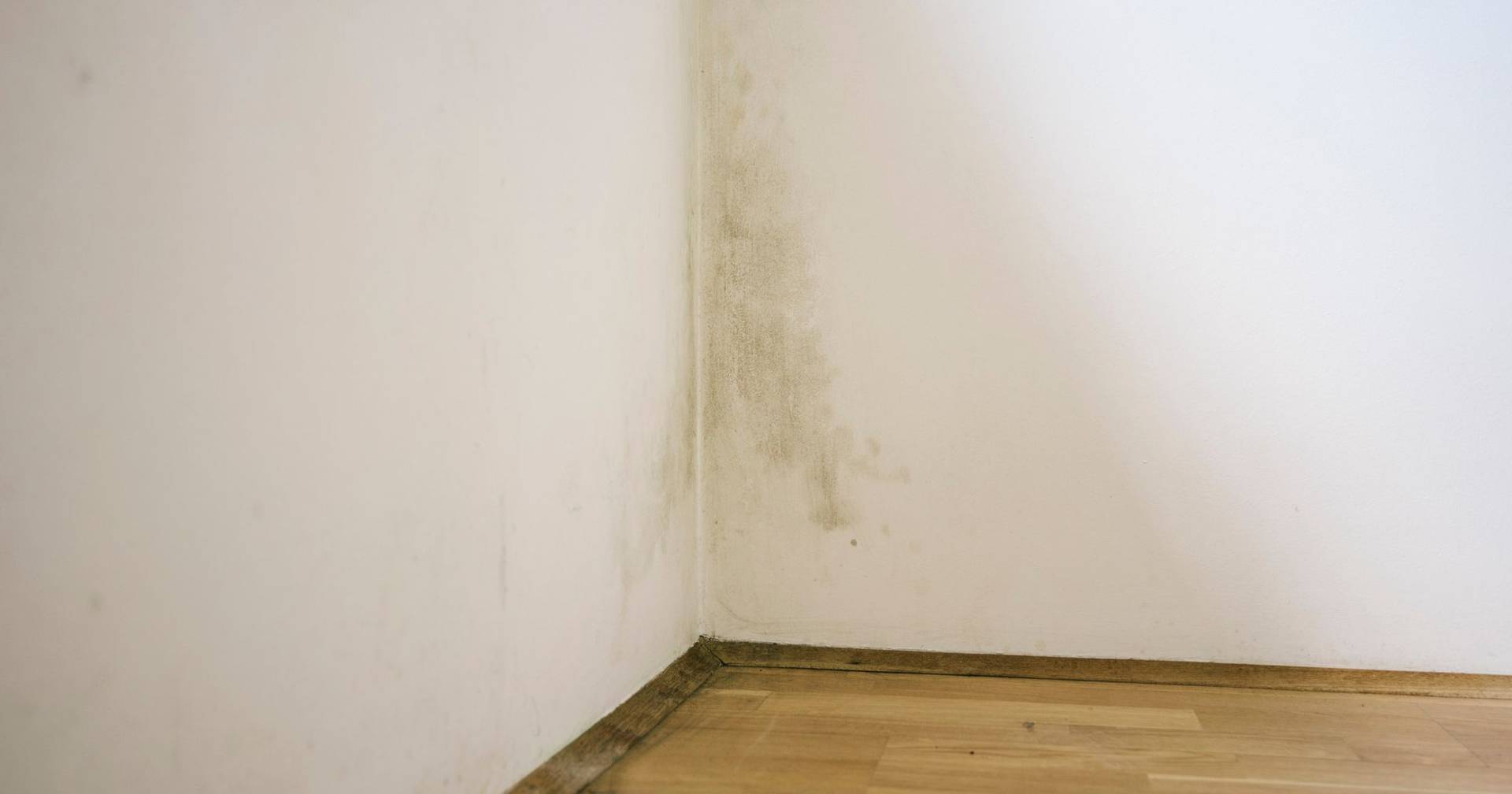 Tem muita humidade em casa este ano? Estas dicas são para si (e inclui ...