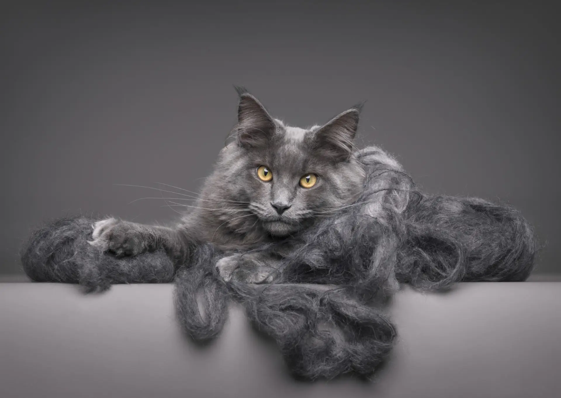 Estão reveladas as melhores fotografias de animais de estimação de 2025 (e os cães ganham)