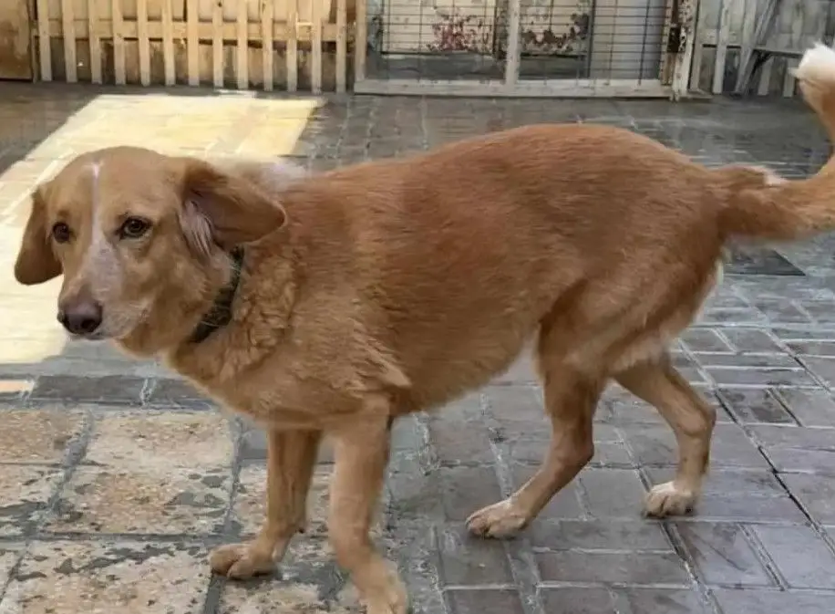A incrível aventura de Amber