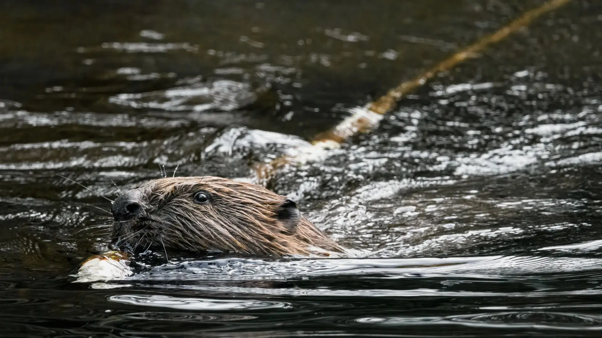 O castor está regresso a Portugal, mais de 500 anos depois