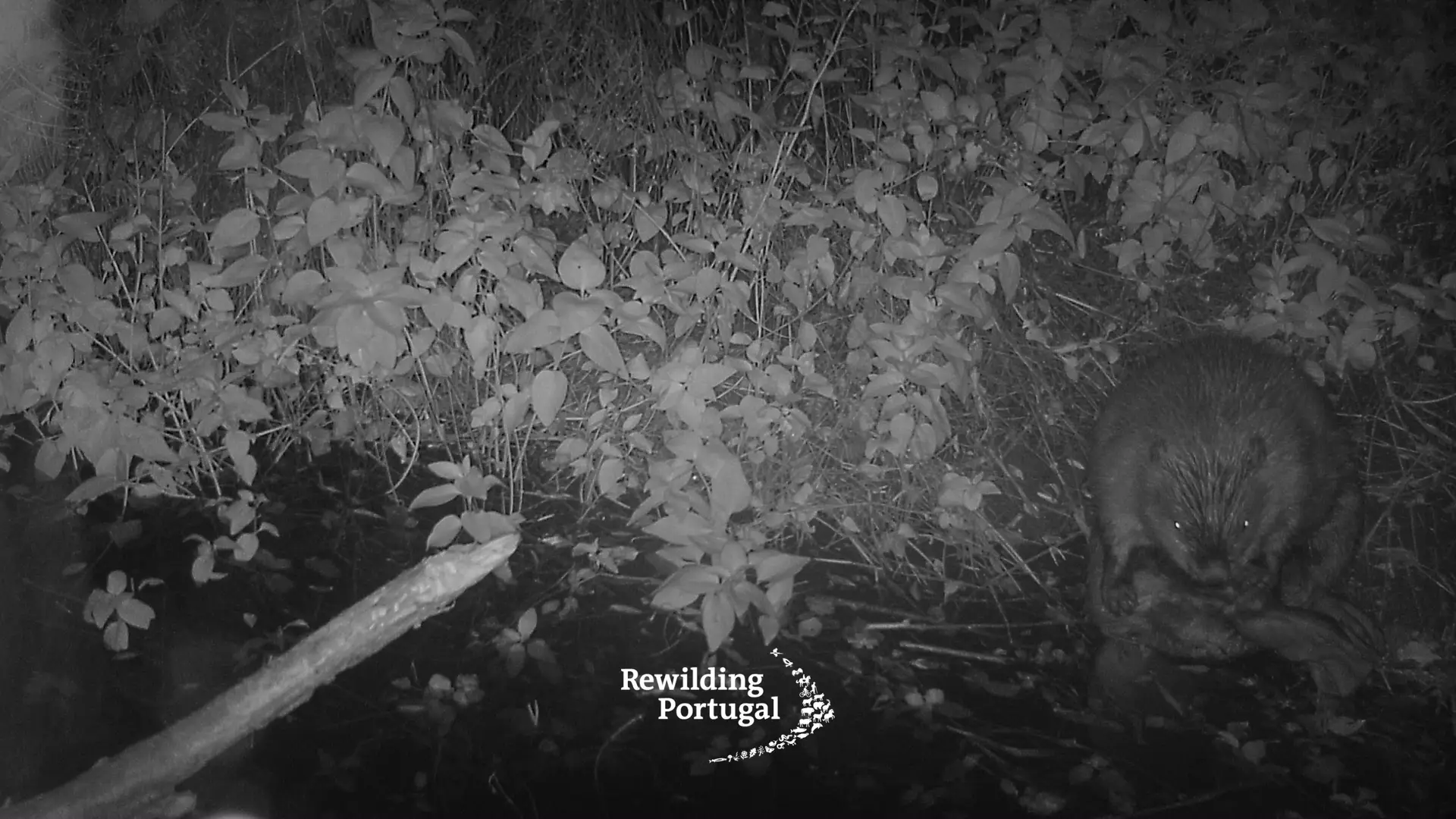 O castor está regresso a Portugal, mais de 500 anos depois