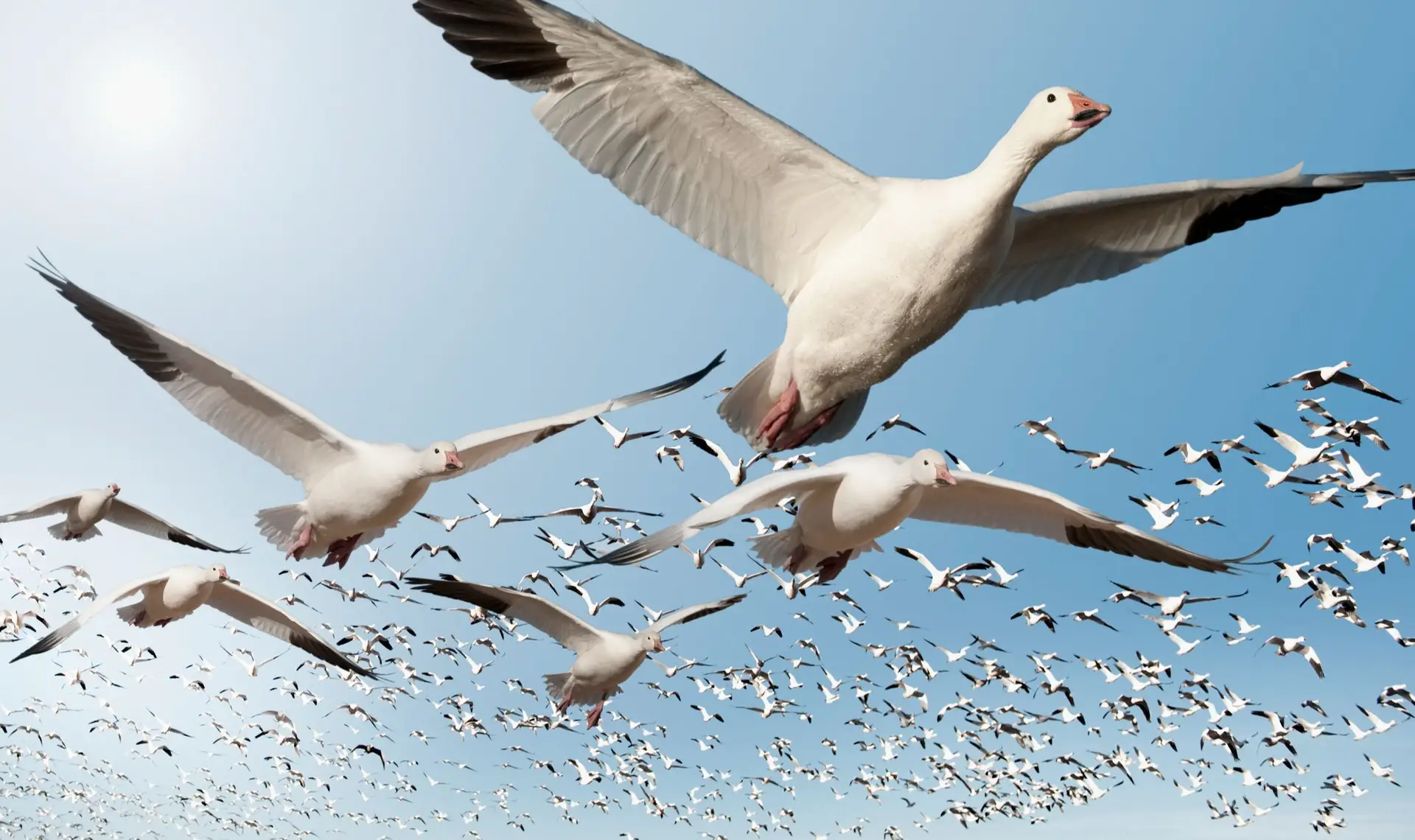 As aves usam truques para não se perderem