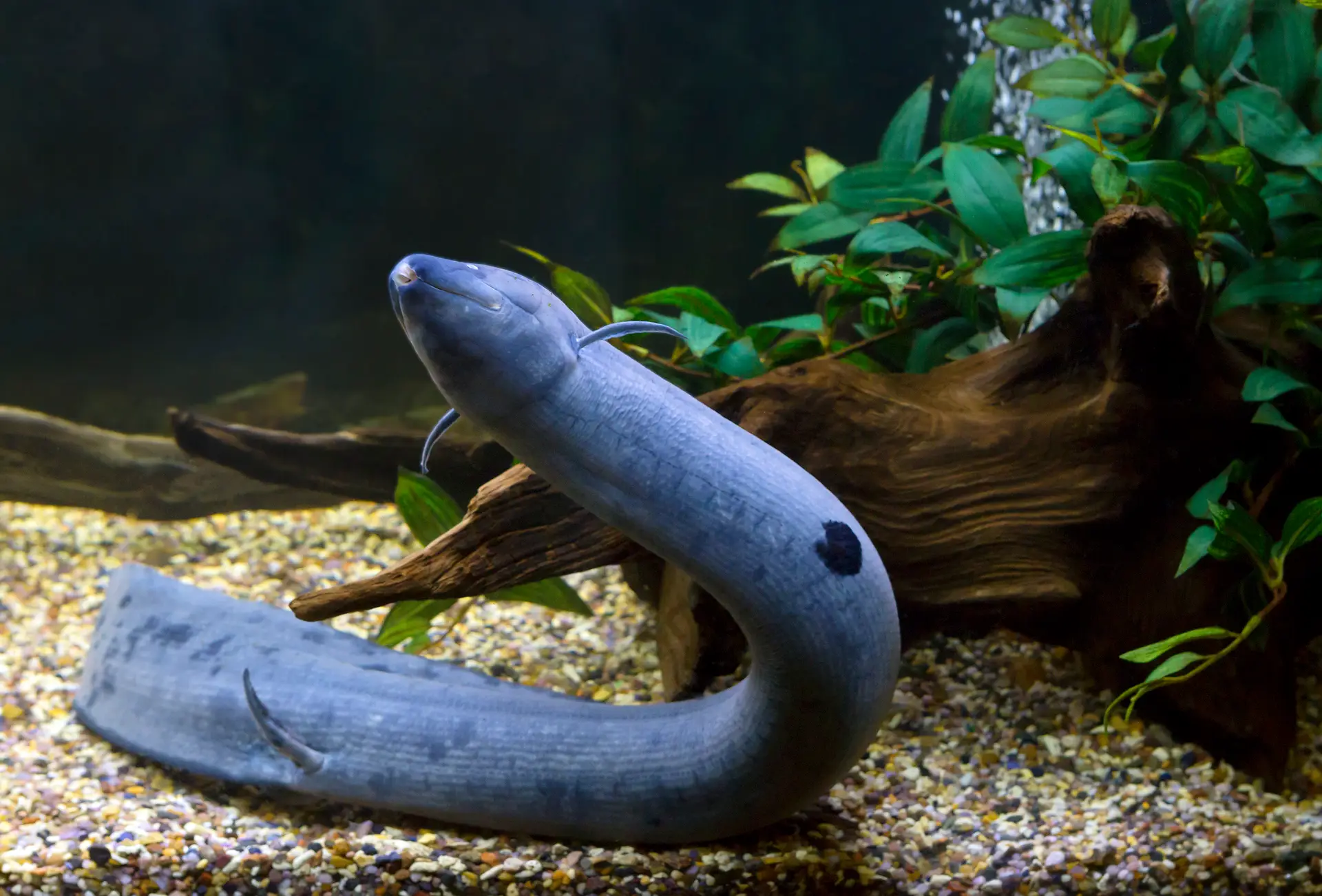 O peixe-pulmonado enterra-se no lama quando o rio seca e sobrevive a respirar com pulmões.
