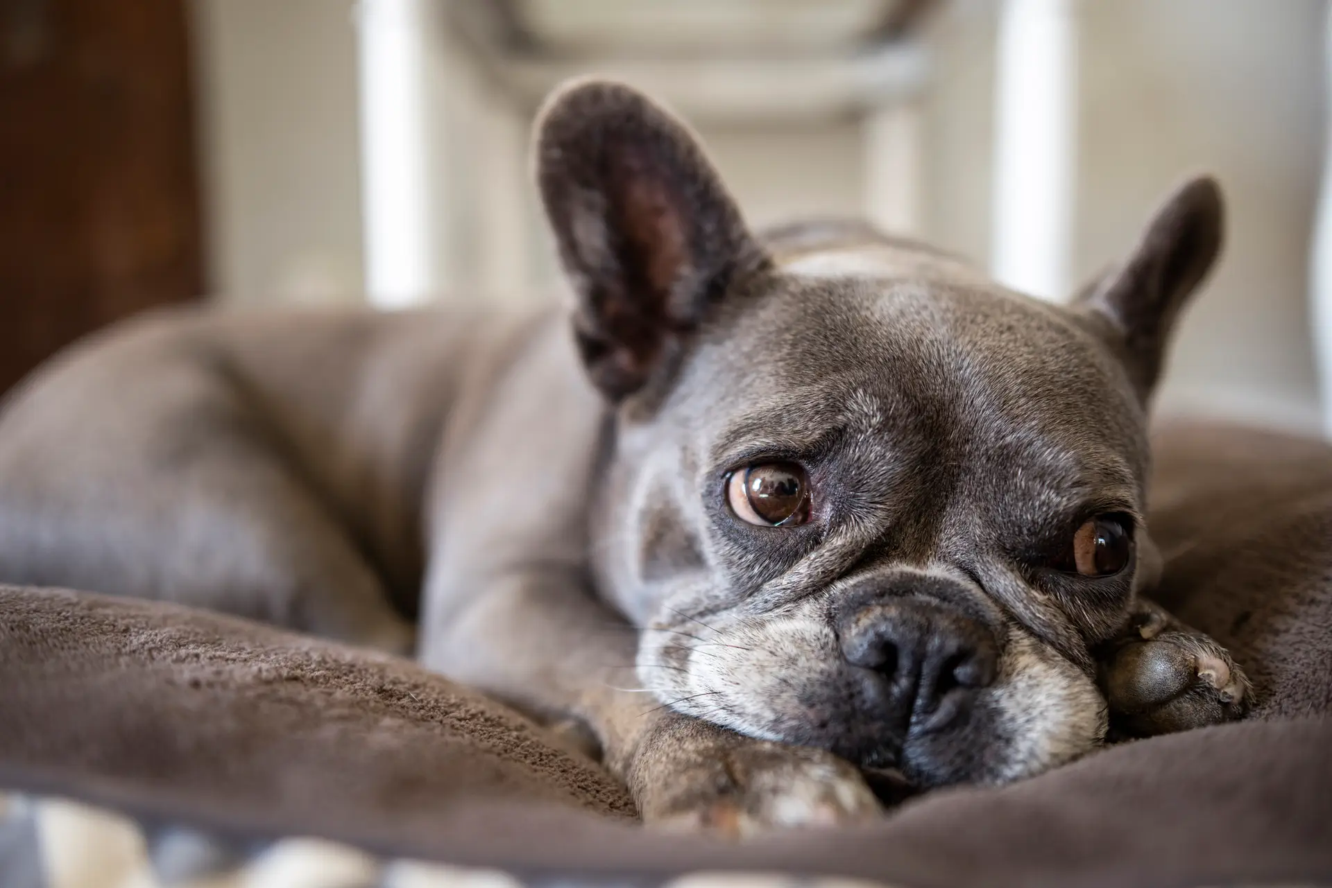 Buldogue Francês - Pequeno, divertido e com ar resmungão. Adora mimos e é um ótimo companheiro em casa.
