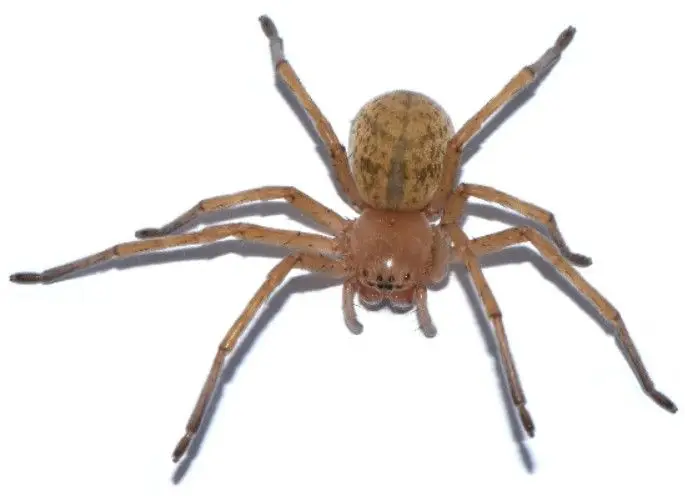 Nova espécie de aranha caçadora descoberta na Península Ibérica