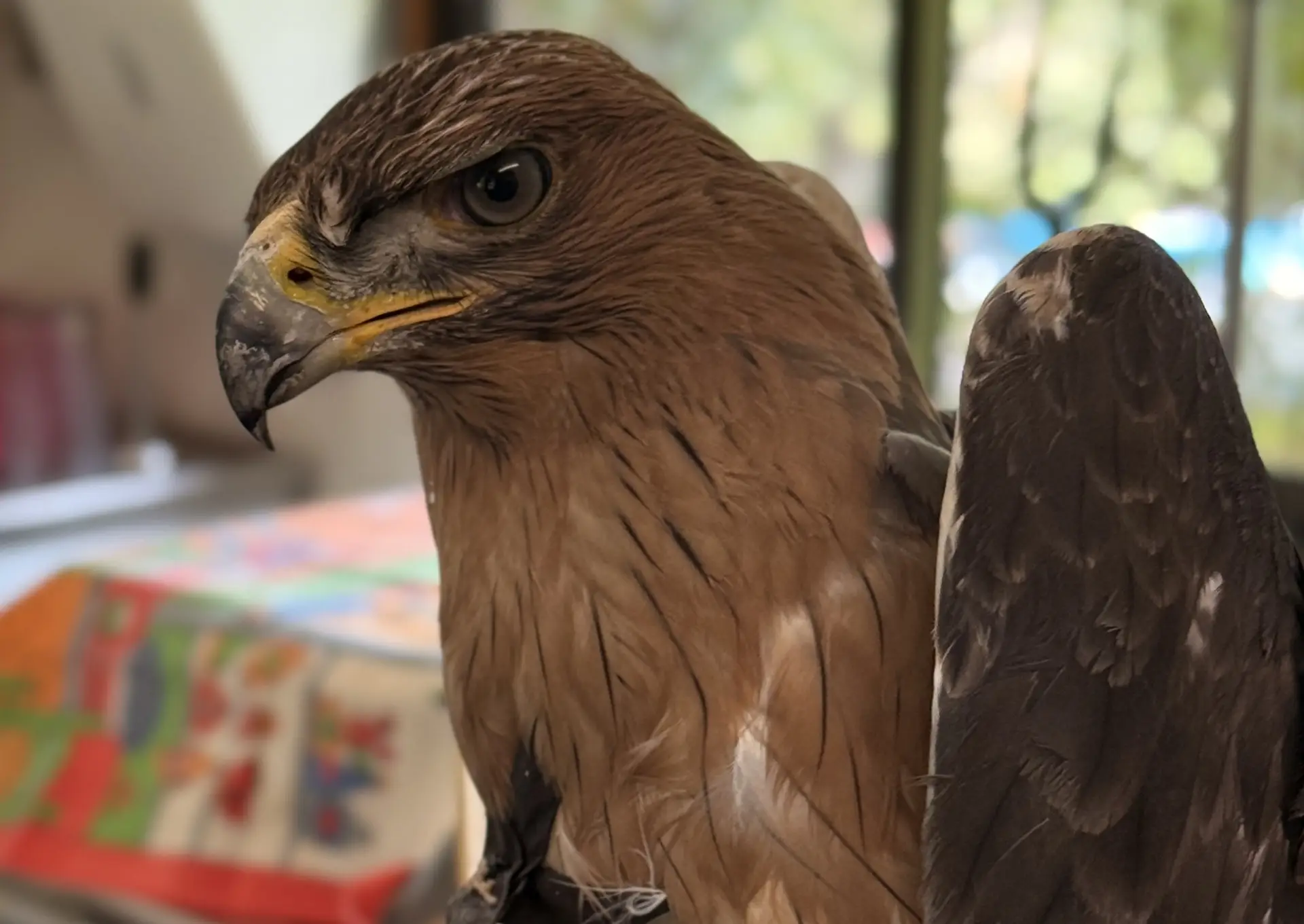 Águia-de-Bonelli que caiu do ninho já recuperou