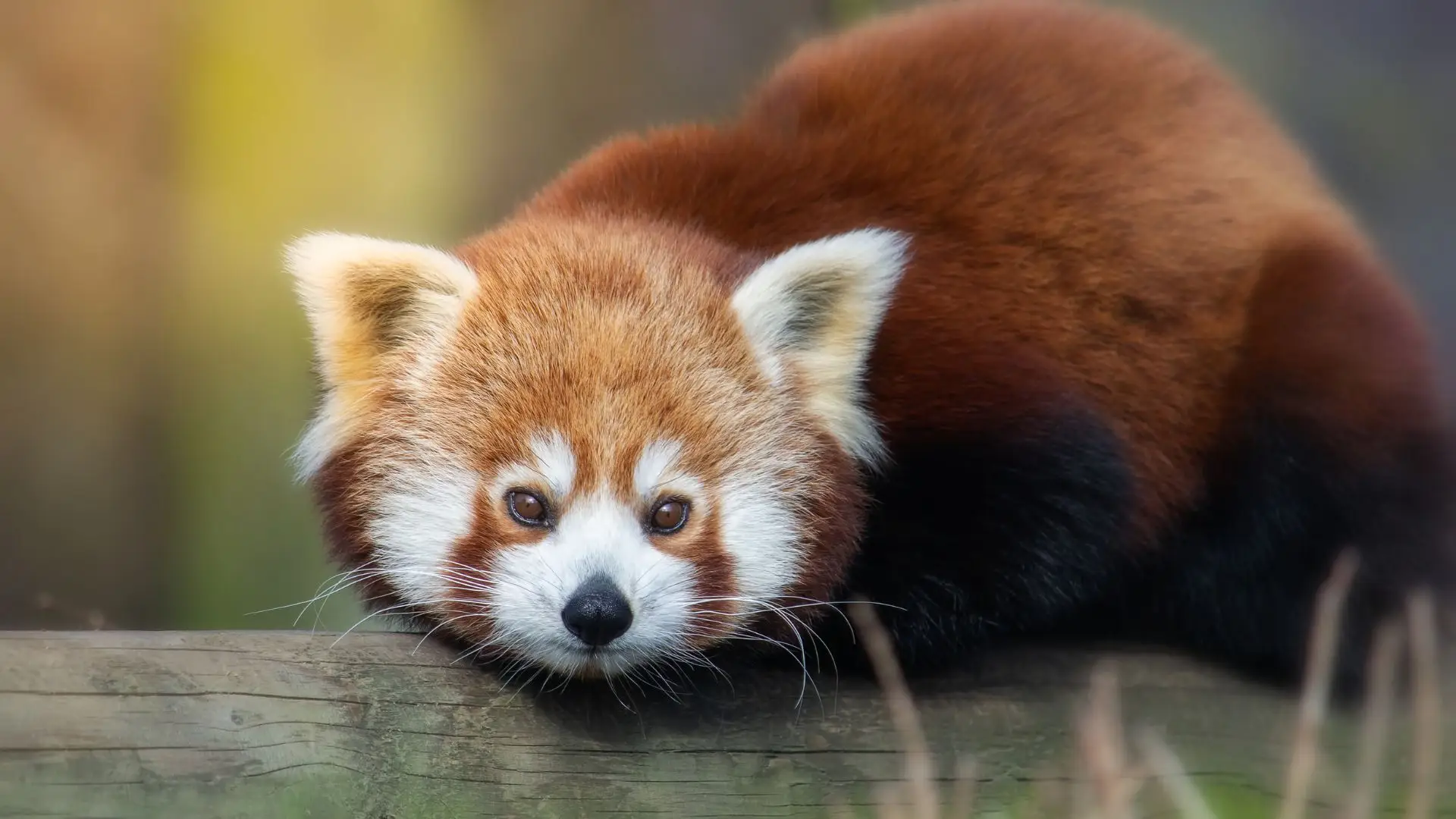 O panda-vermelho está em perigo