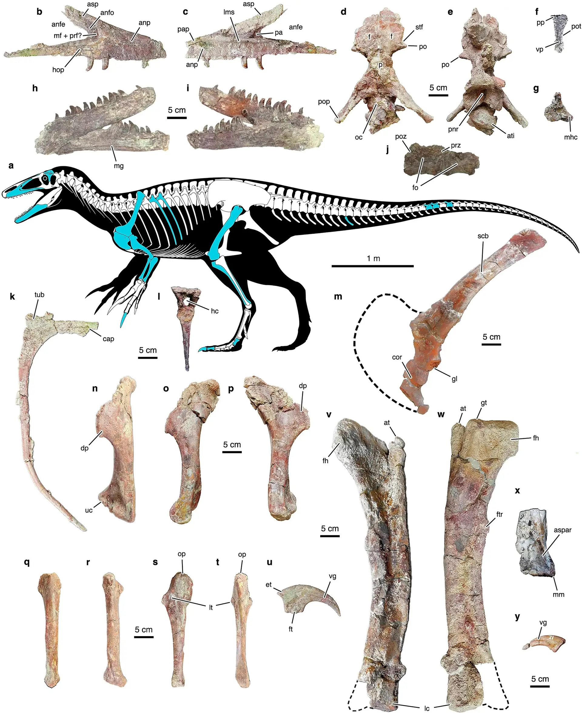 Investigadores descobriram um novo dinossauro