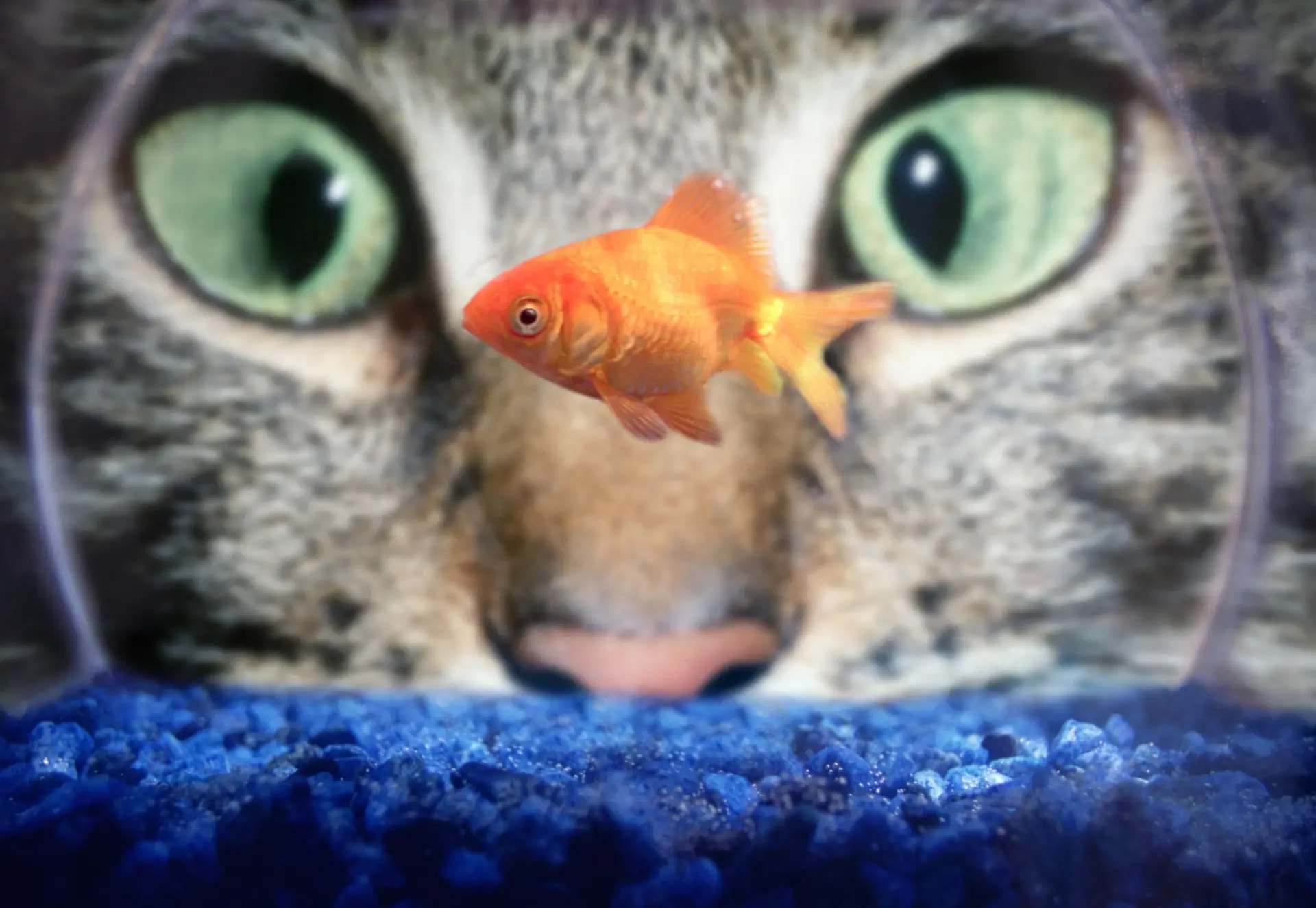 Os animais não veem as cores como nós