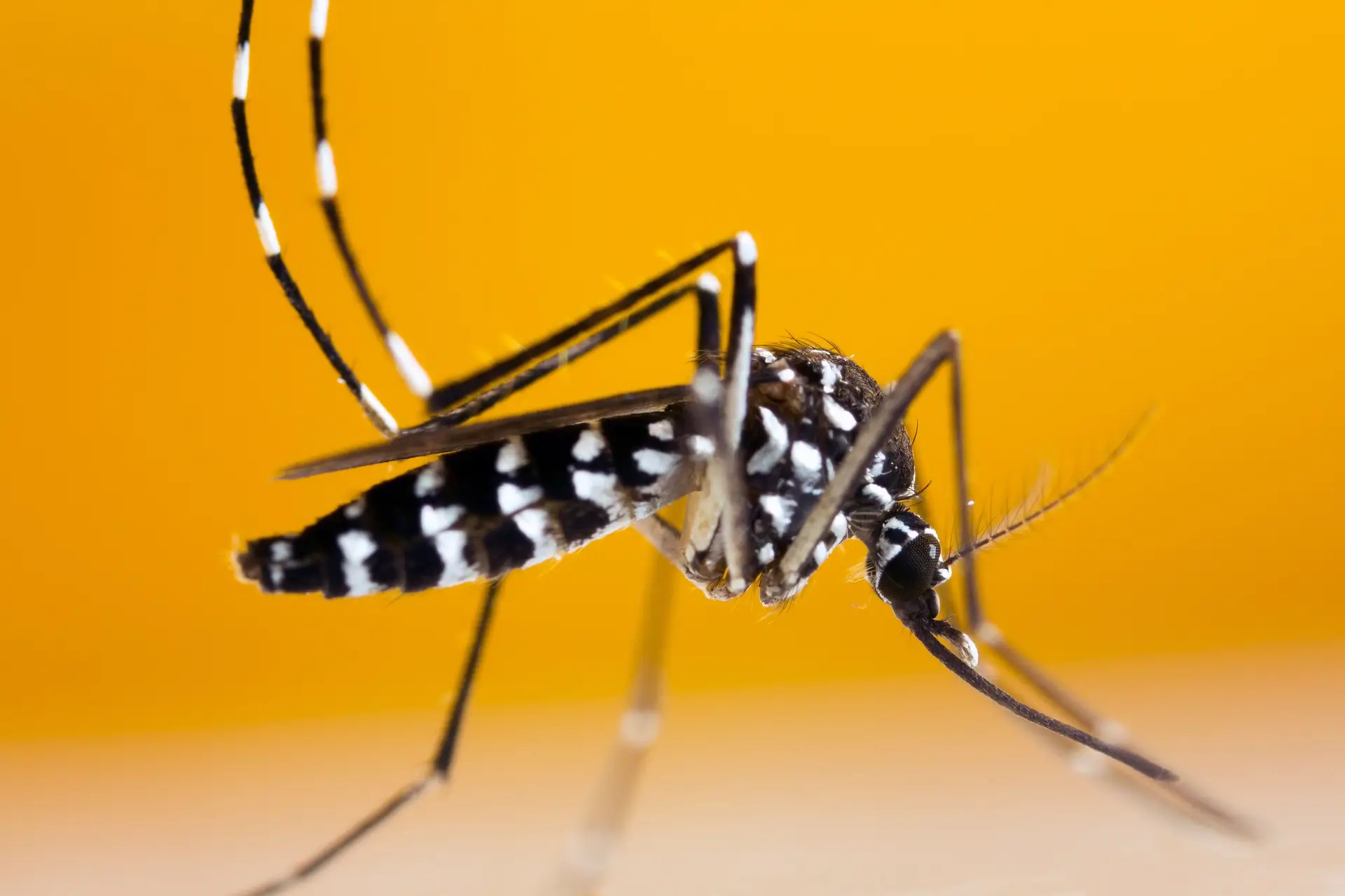 Se vires um mosquito tigre, avisa