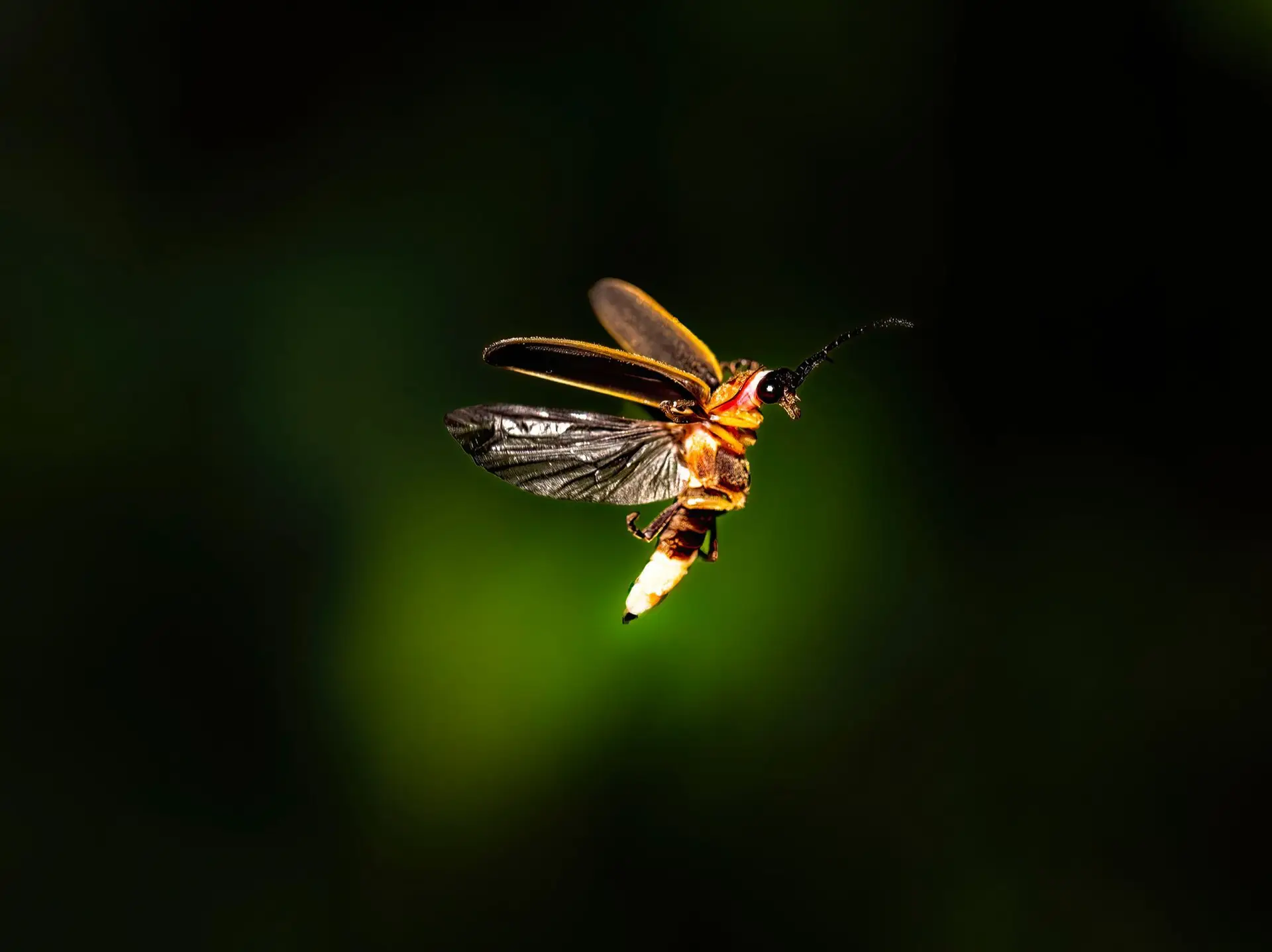 Já viste animais a brilhar no escuro?
