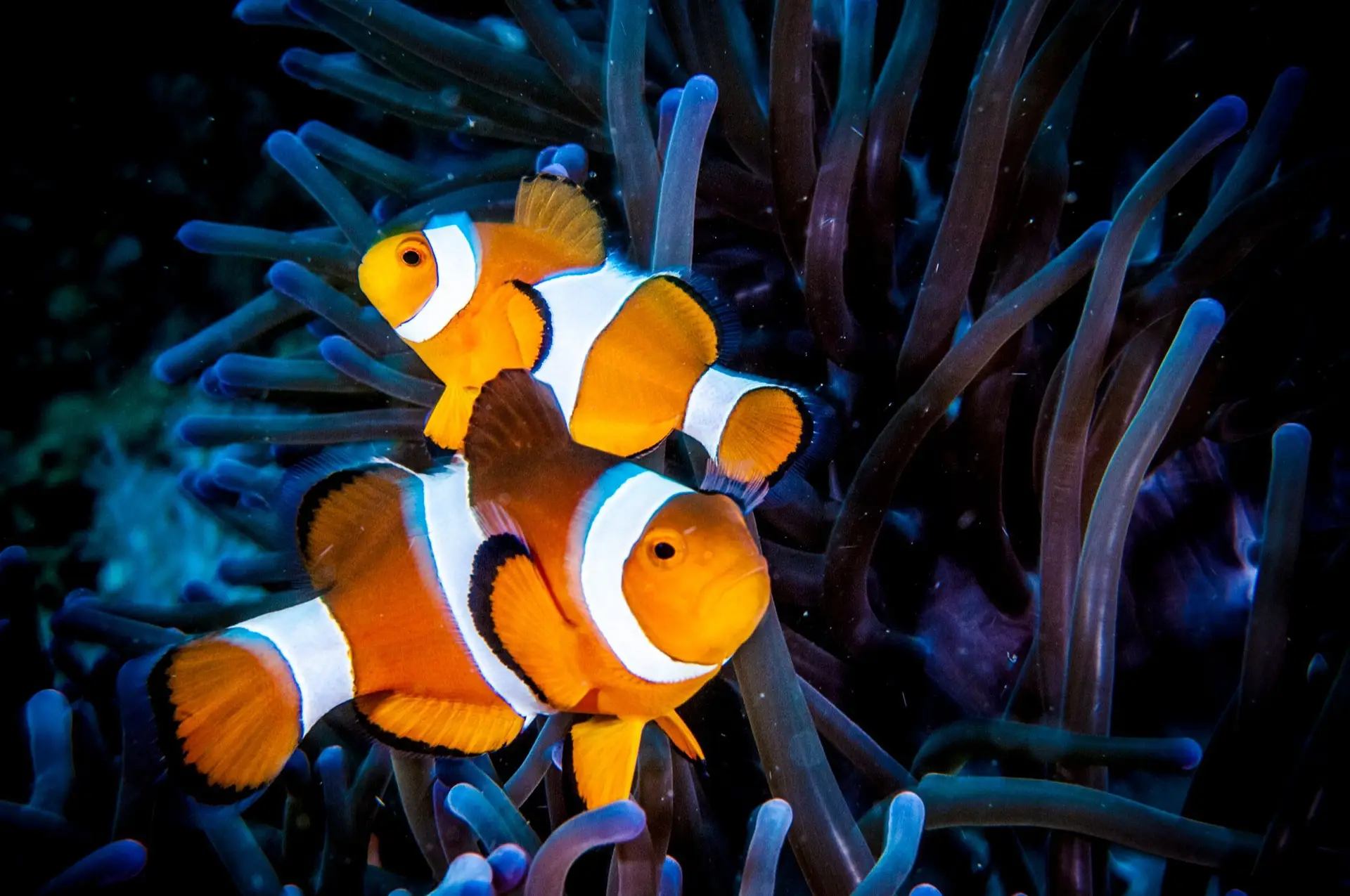 Alguns peixes mudam de género para sobreviver