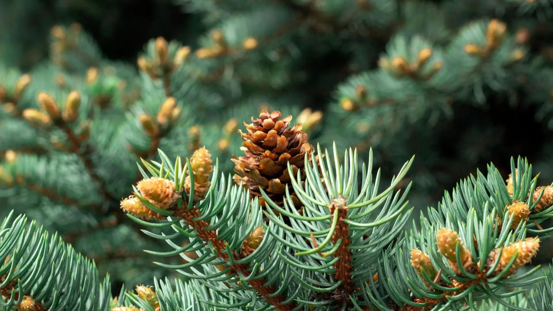🎄 Está escolhida a árvore gigante que vai brilhar no Natal em Nova Iorque