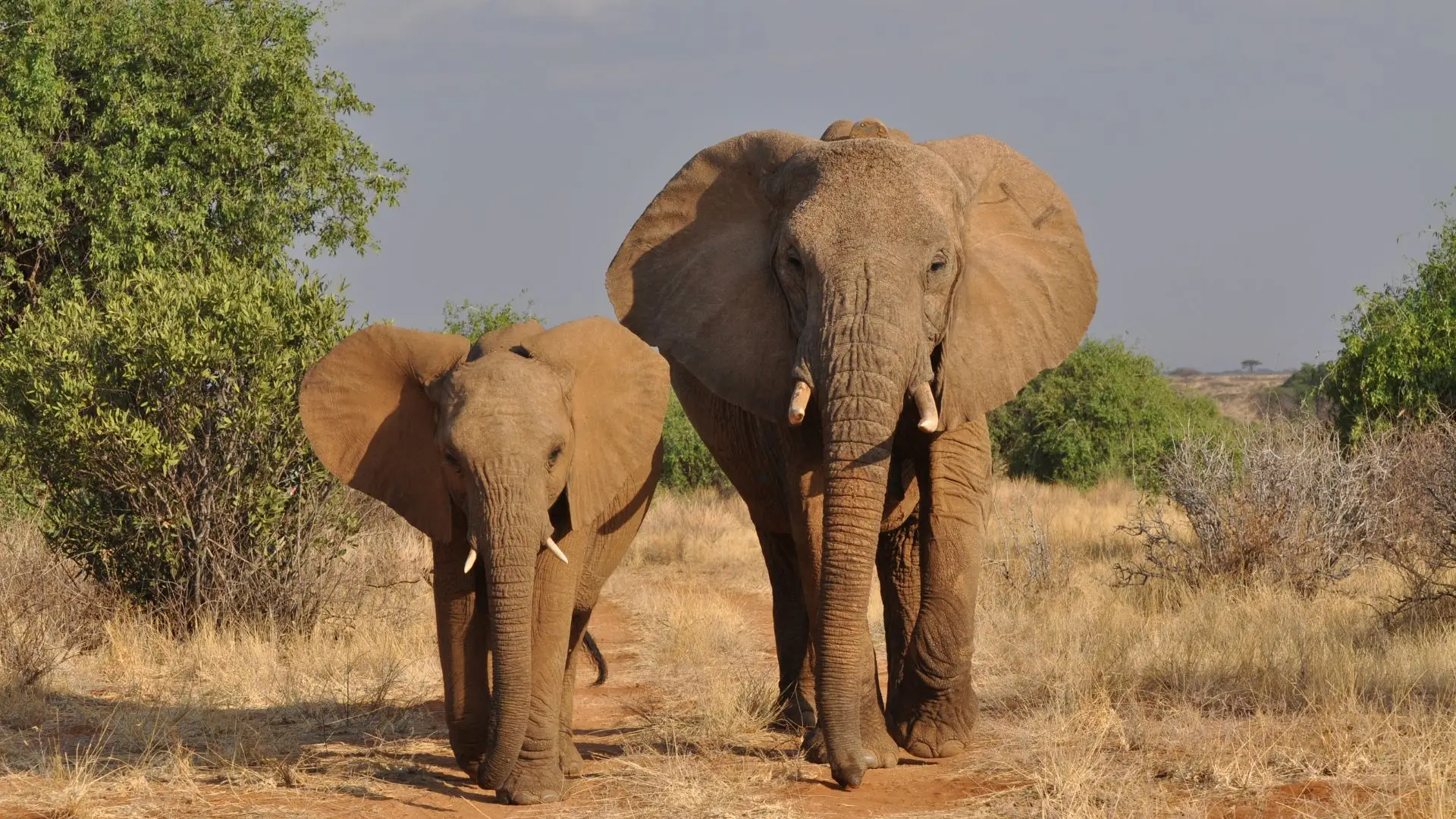 Um novo lar para elefantes está a nascer em Portugal