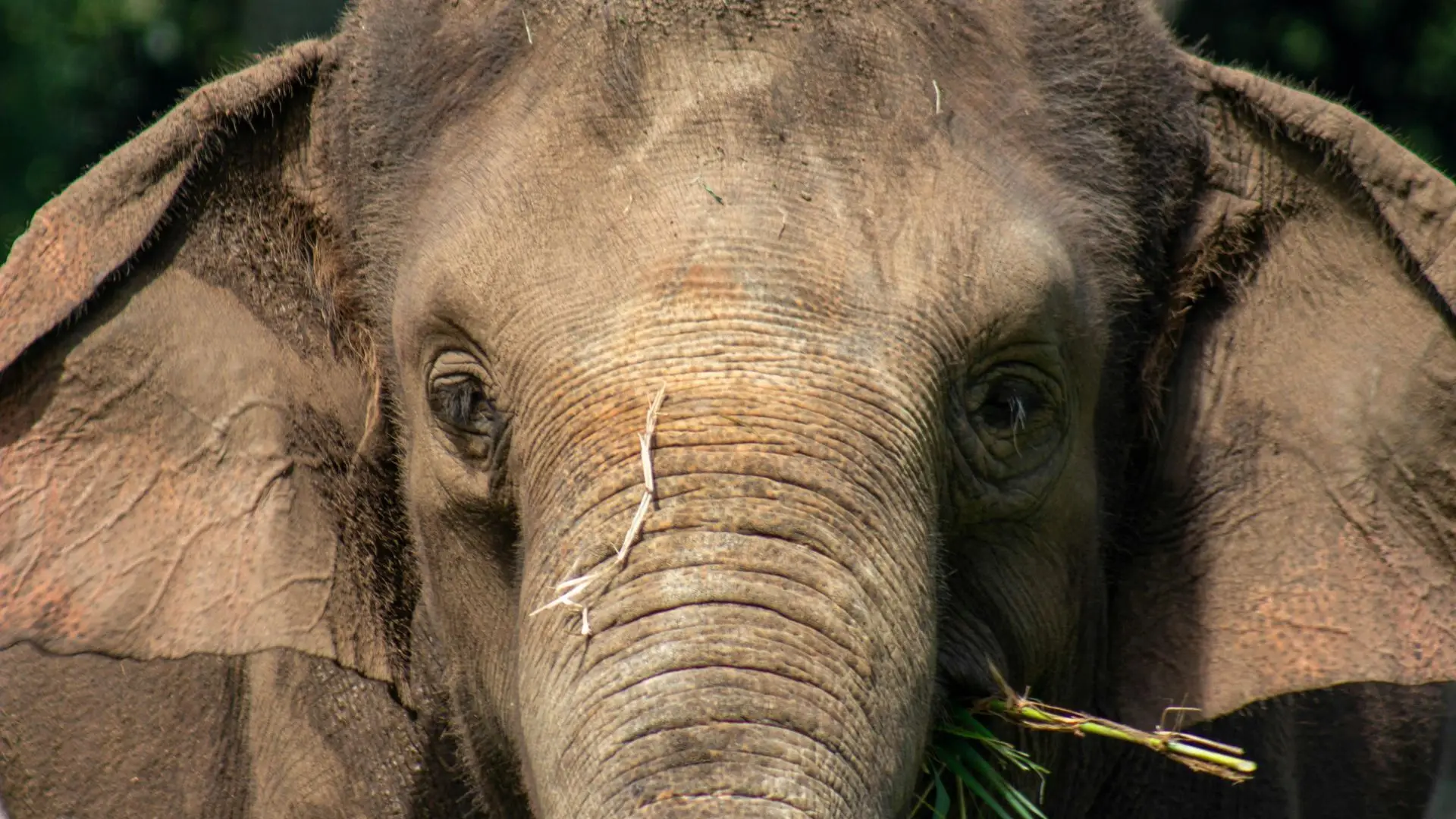 Um novo lar para elefantes está a nascer em Portugal