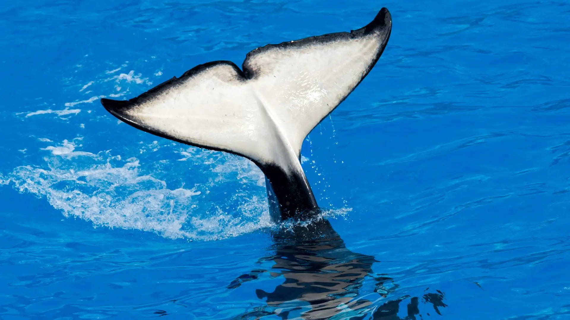 As orcas andam assustadas ou estão a brincar?