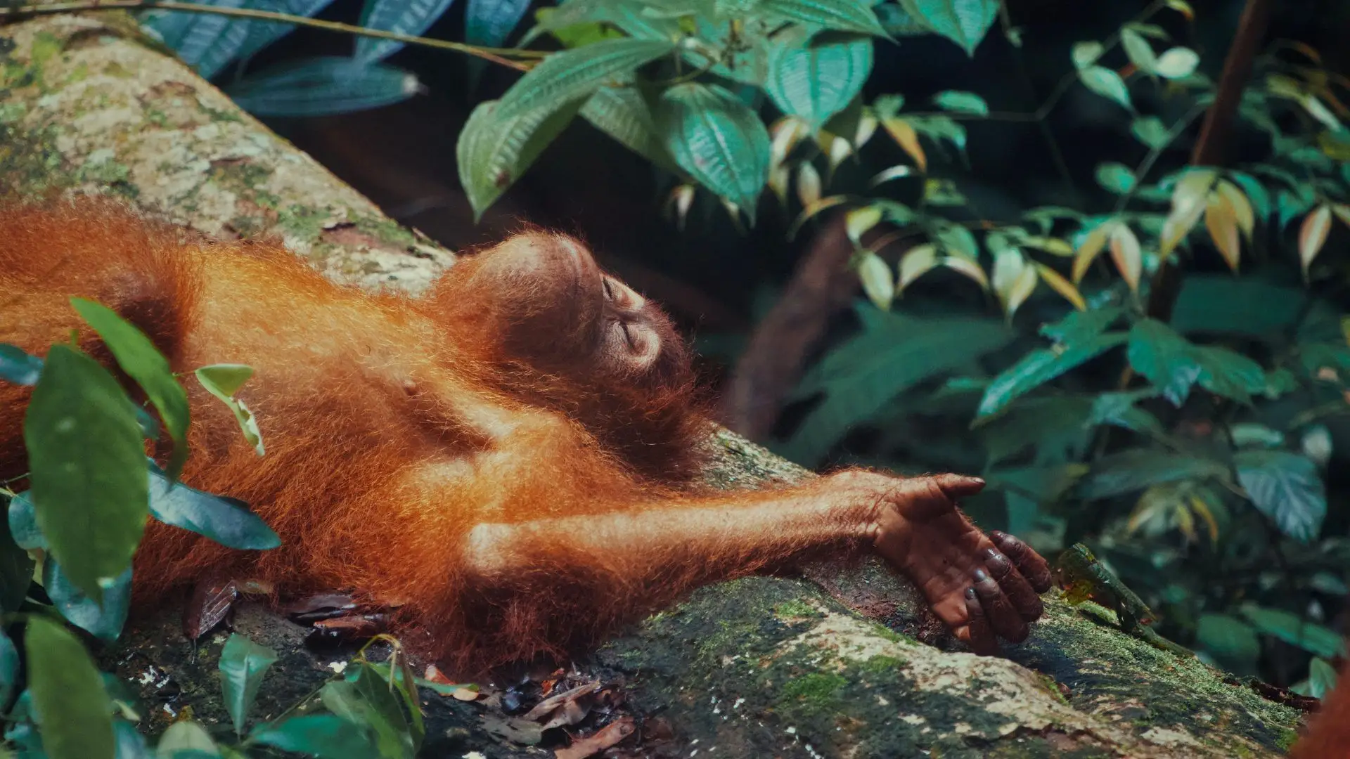 Como é que os orangotangos jovens aprendem a fazer a cama?