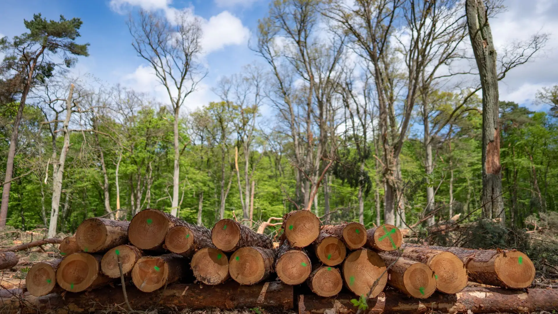 Porque estão quase 200 países reunidos no pulmão verde da Terra?