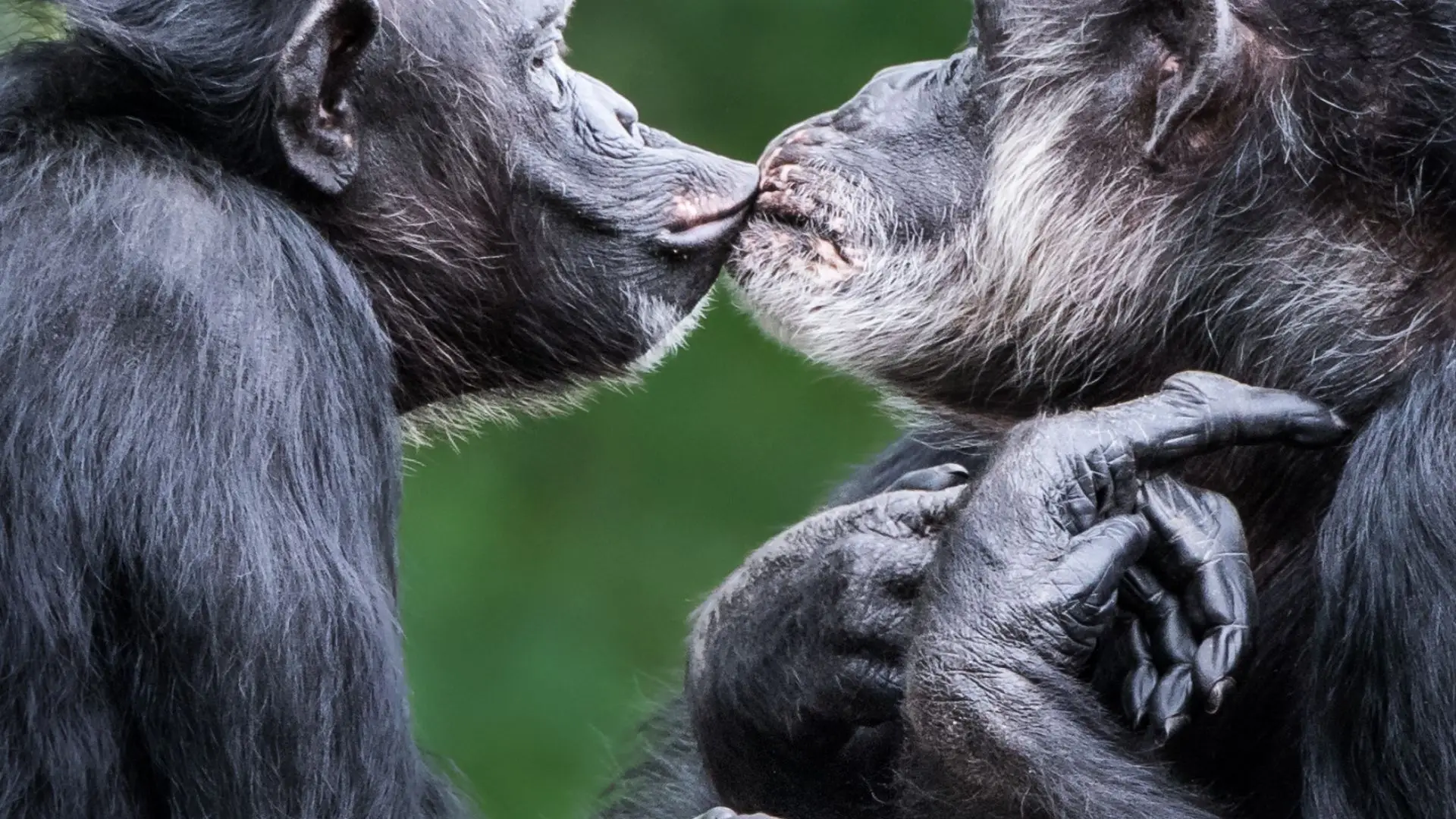 O beijo pode ser muito mais antigo do que pensas!