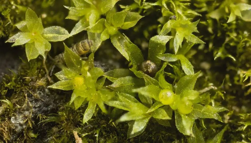 O que aconteceu à planta que foi ao espaço?
