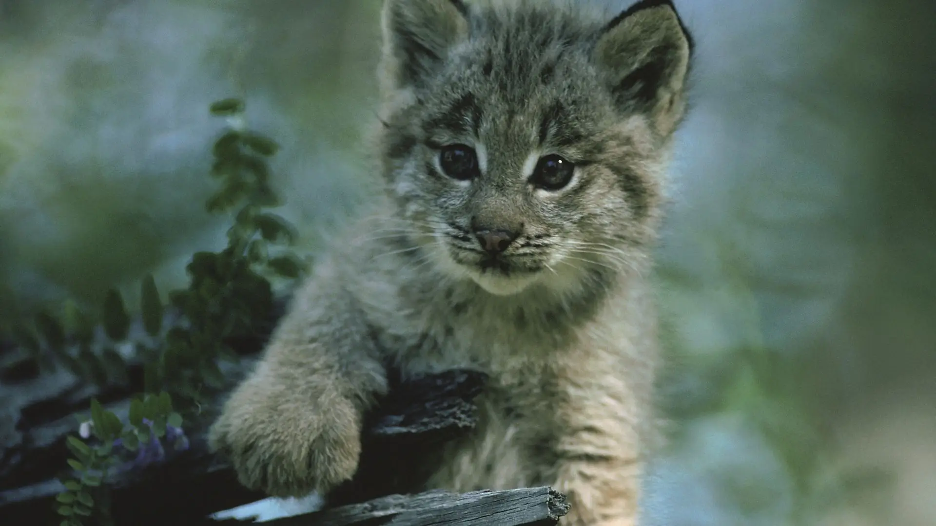 É um recorde: nasceram 62 linces ibéricos em Portugal e Espanha