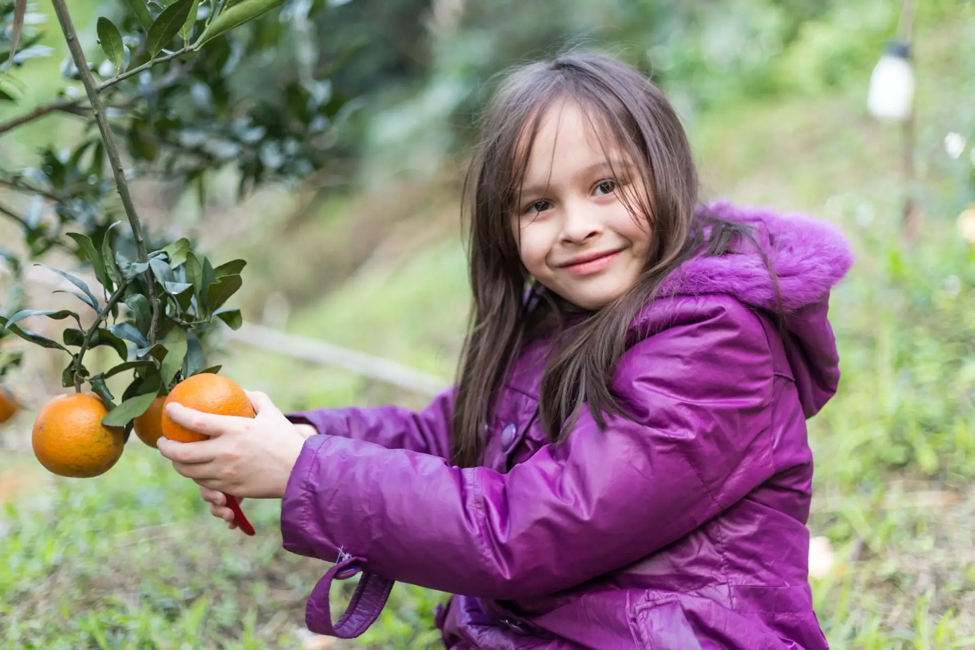 Vem descobrir as frutas e hortícolas de inverno