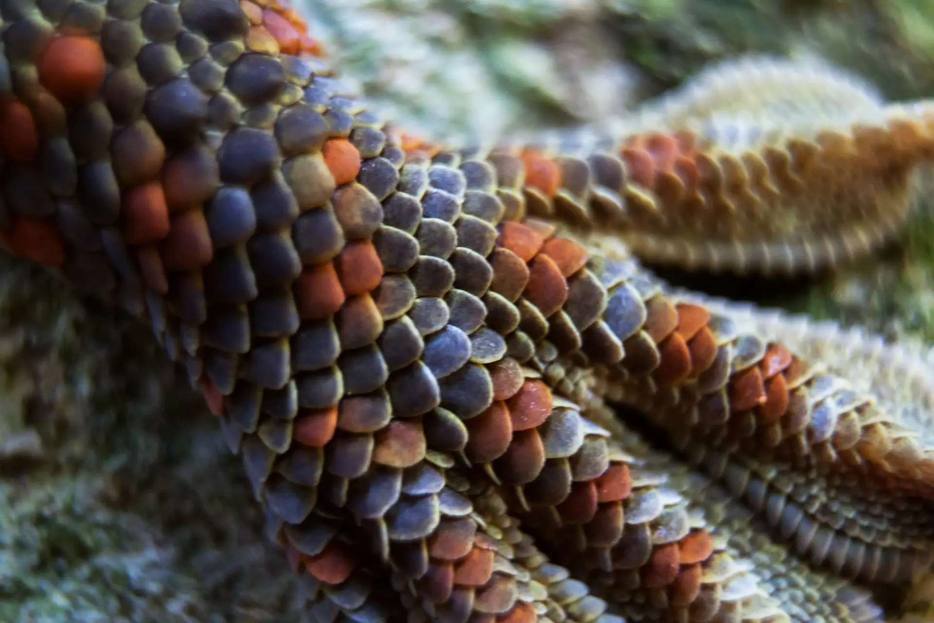 Não são só os peixes que têm escamas