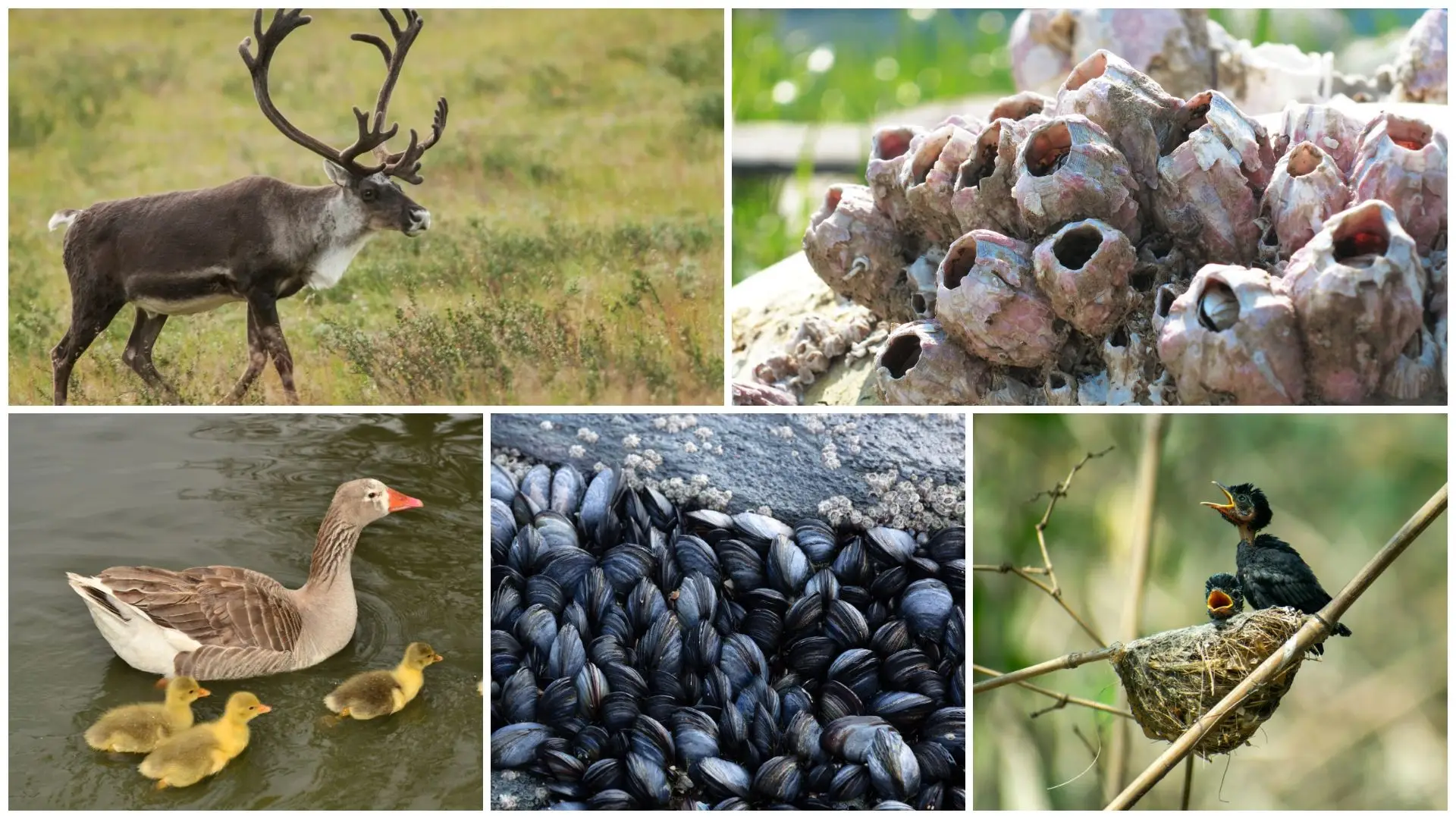 Uma onda de calor que mudou a vida dos animais