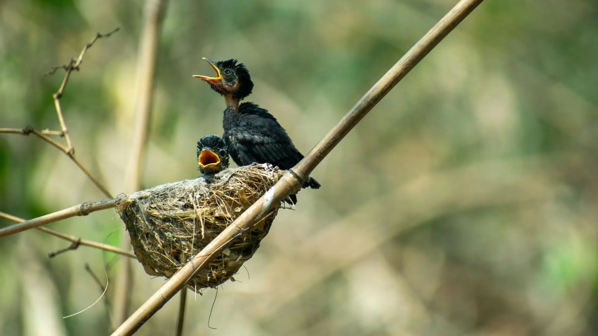 Uma onda de calor que mudou a vida dos animais