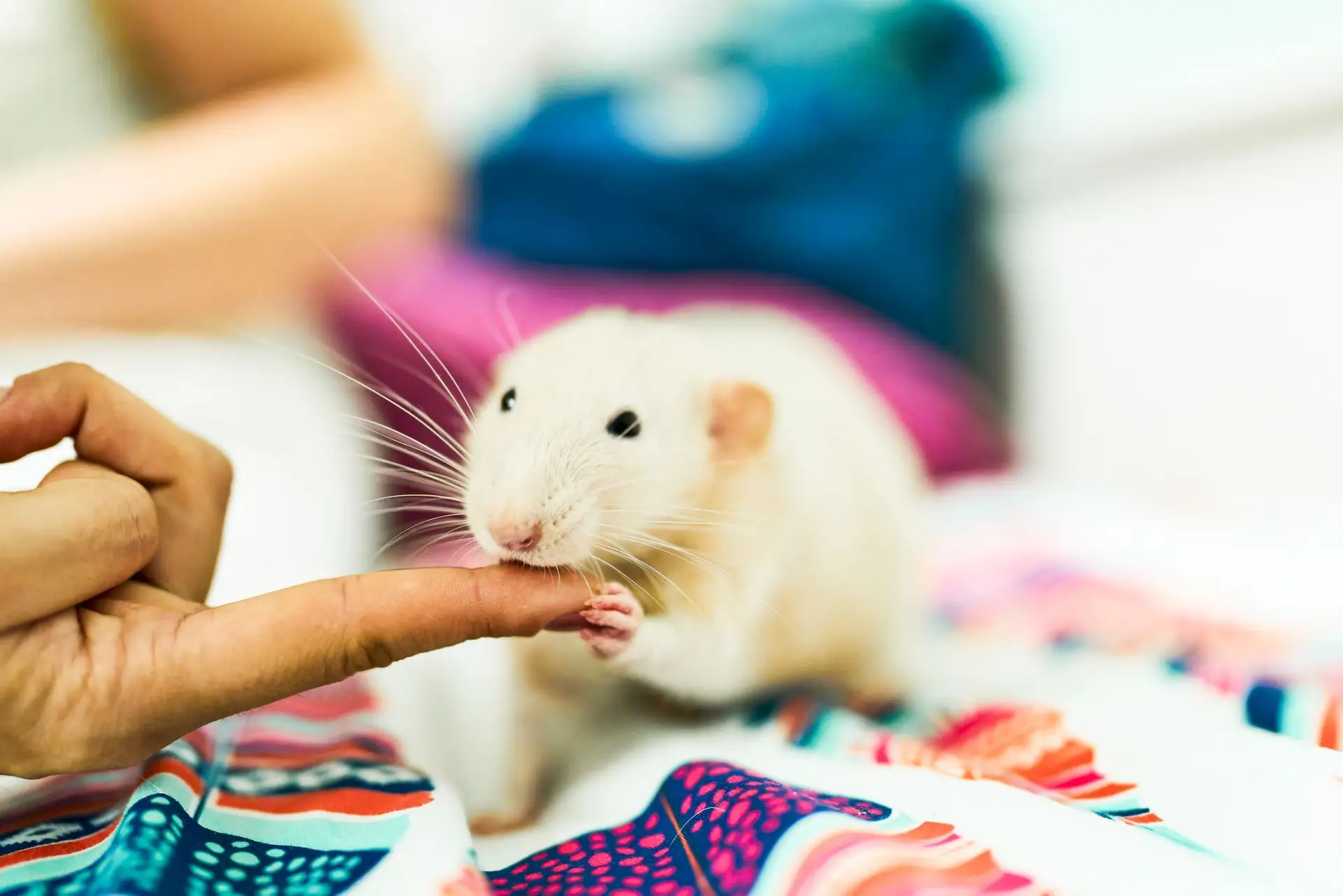 Os ratos têm uma forma de rir e são muito espertos!