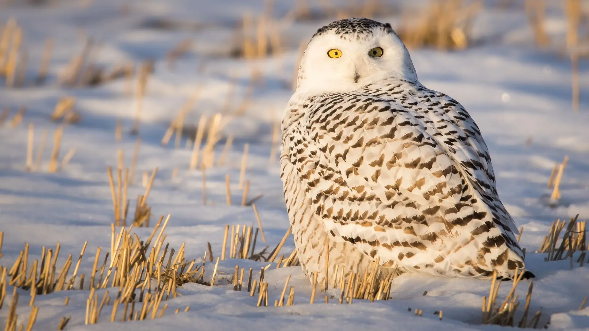 Mais de 40 animais que migram pelo planeta passam a estar protegidos