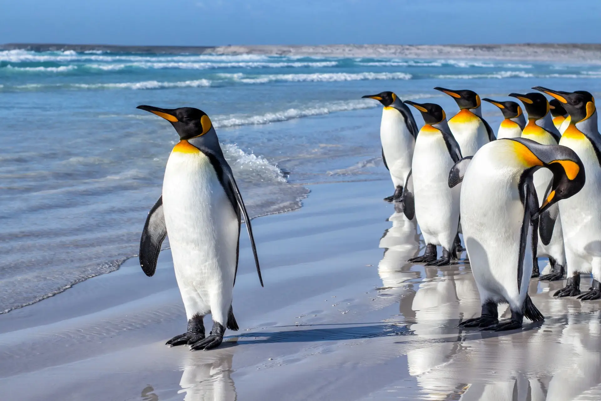 Os pinguins voam bem... mas na água