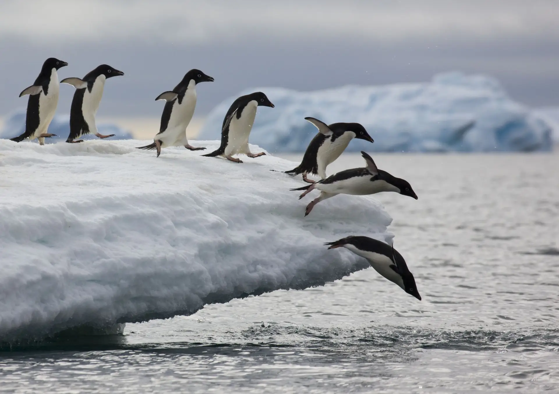 Os pinguins voam bem... mas na água