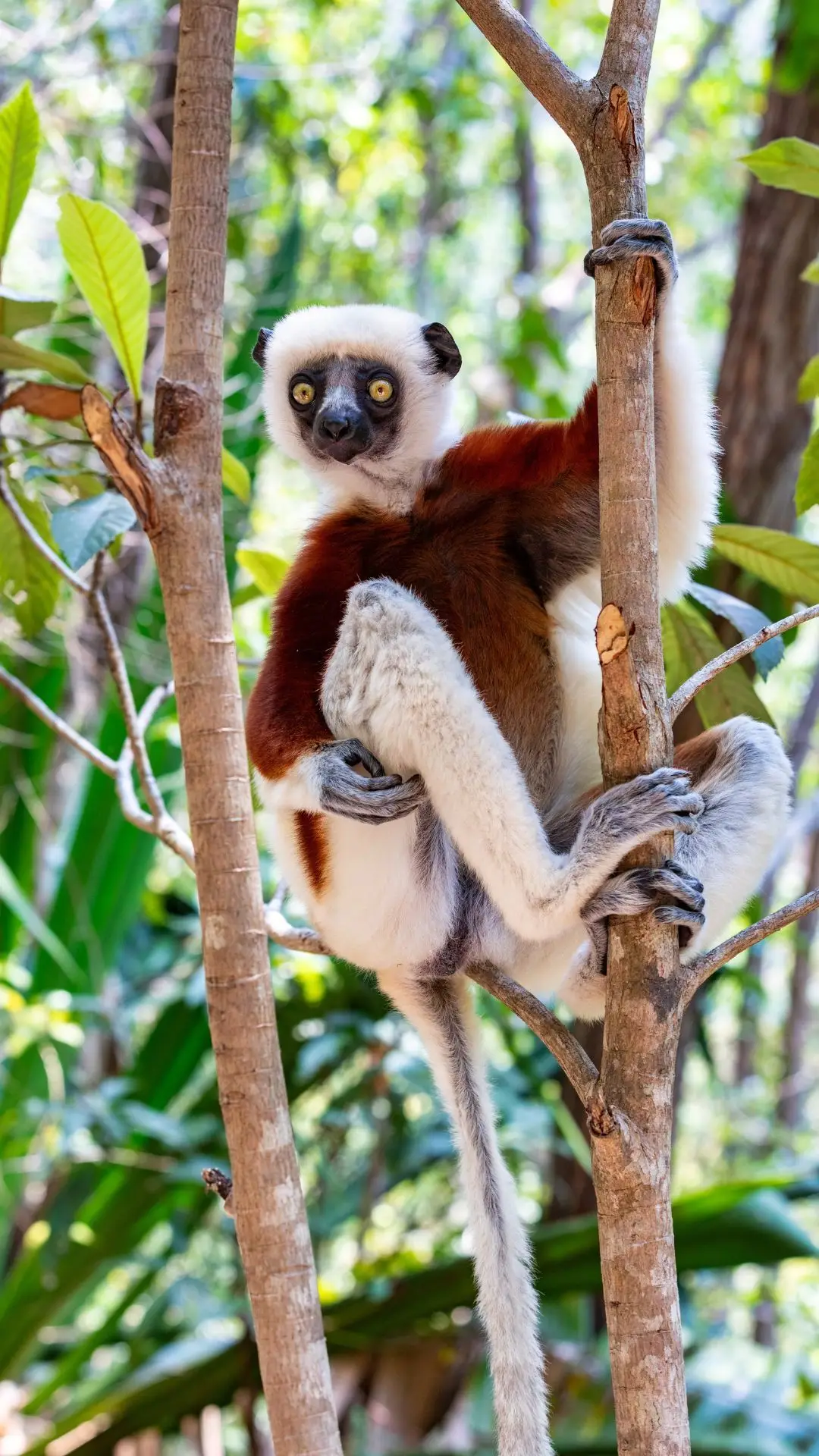 Conheces bem os animais?