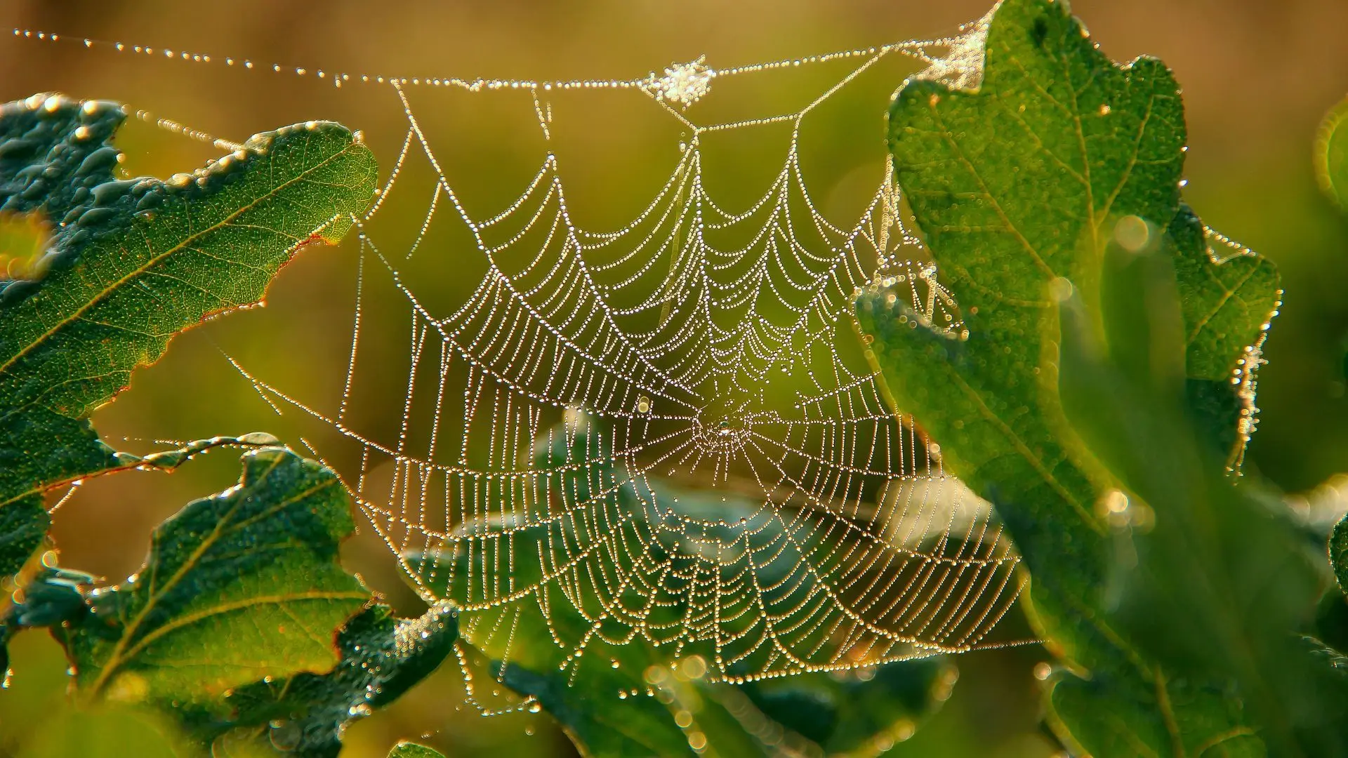 Espécie que inspirou Homem-Aranha descoberta no Alentejo