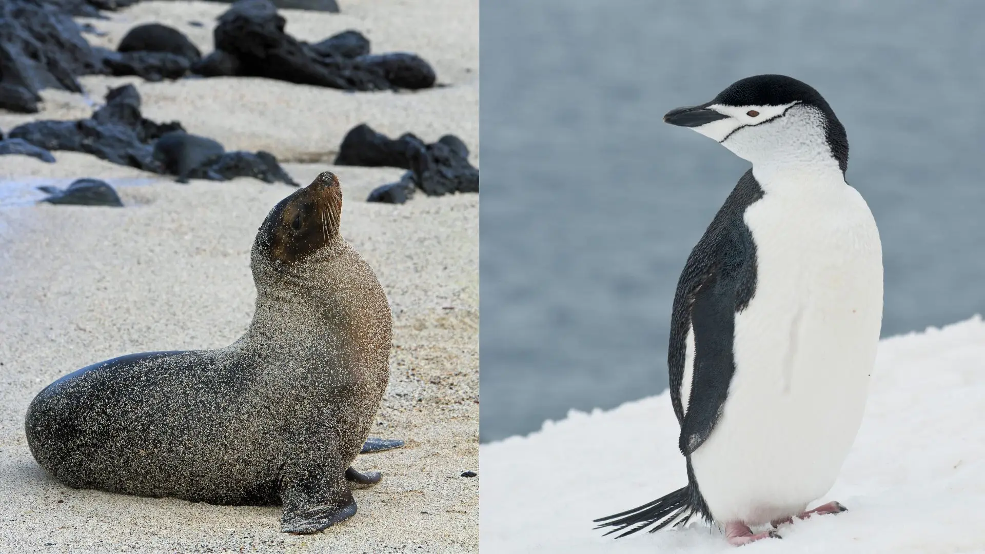 Os pinguins e os lobos‑marinhos estão em perigo